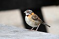 Rufous-collared sparrow Bruant chingolo