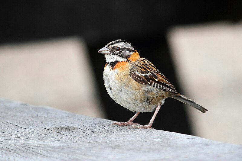 File:Zonotrichia capensis CR.JPG