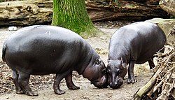 Pygmy hippopotami Zwergflusspferd - Pygmy Hippopotamus - Hexaprotodon liberiensis.jpg