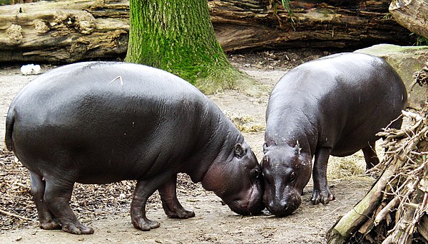 Pygmy hippopotami, here at a zoo, can be encountered in nature at Sapo National Park