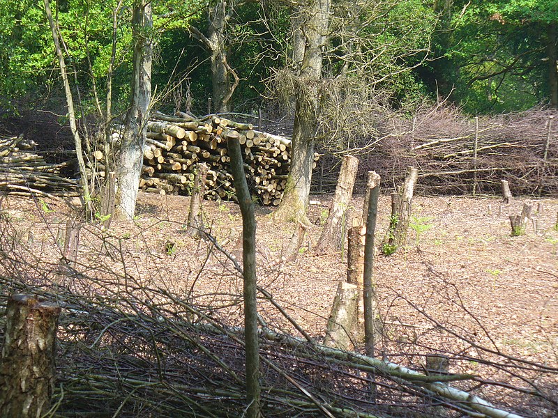 File:"Dead Hedge" at Holmwood - geograph.org.uk - 2386070.jpg