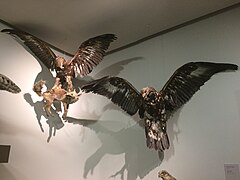 Aigles avec jeune renard