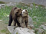 Brown bears at the Royal Rimso Zoo