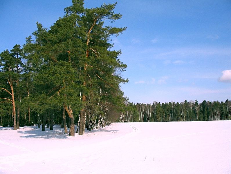 File:Зима - panoramio - Андрей Субботин (1).jpg