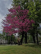 Свјетлопис дрвета у парку Милутина Миланковића у Биограду.jpg