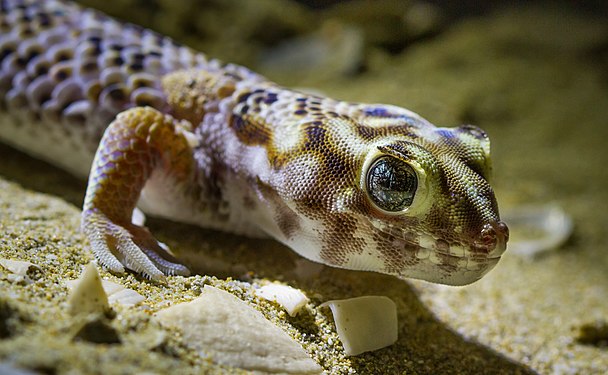 Teratoscincus scincus, State Nature Sanctuary Karakiya-Karakol (zoological), Mangystau Region author — Ezra Sheyner