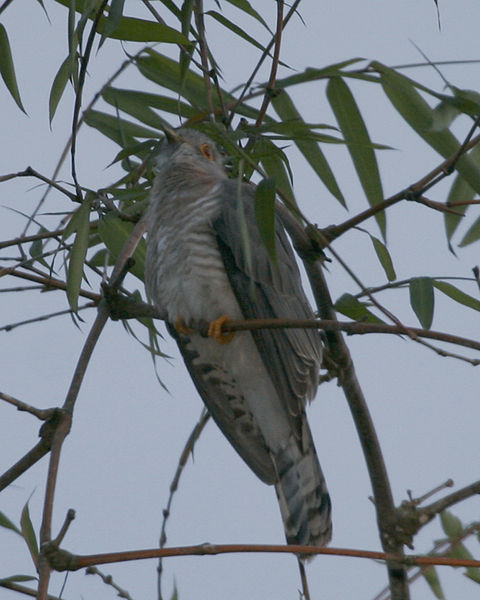 File:051212 ID 1 cuckoo ptr - Flickr - Lip Kee.jpg