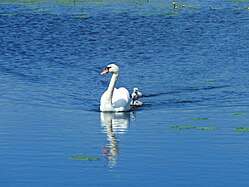 Schwäne, Federsee