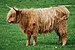 11-05-30 018 DNFS Young Highland bull, Denmark.jpg