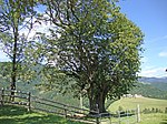 Summer linden (Tilia platyphyllos)