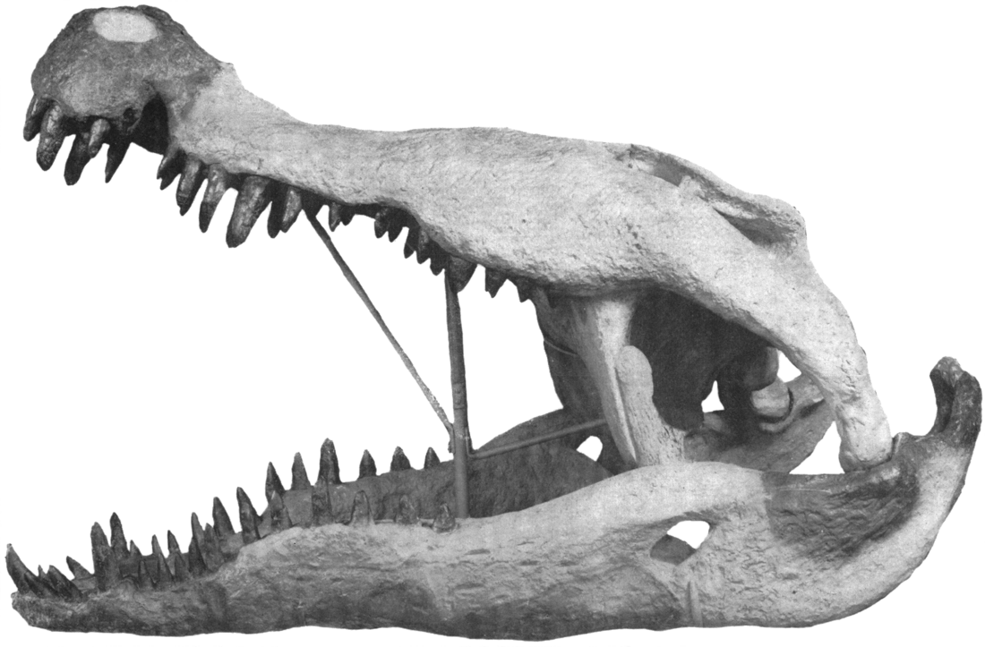 File:1954-Colbert-Bird-Phobosuchus.png