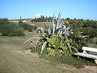 Agave deserti, a plant native to the Yuma Desert