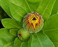 Calendula officinalis