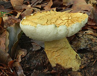 <i>Gyroporus cyanescens</i>