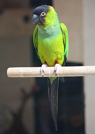 <span class="mw-page-title-main">Nanday parakeet</span> Species of bird