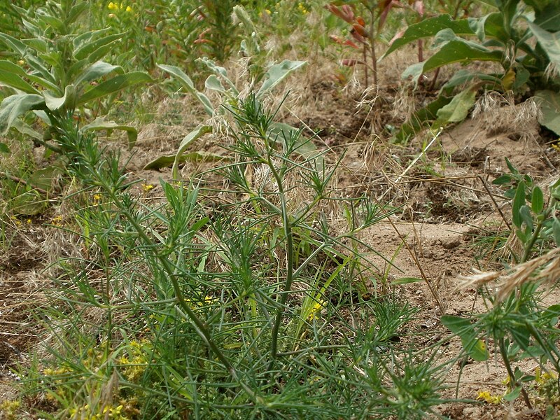 File:20120624Salsola tragus1.jpg