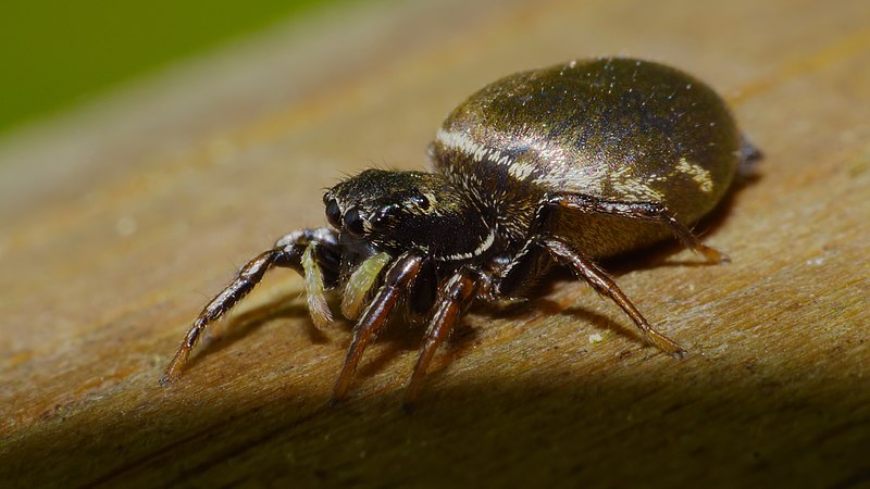 File:2013.06.05.-14-Kirschgartshaeuser Schlaege Mannheim-Springspinne-Heliophanus unbestimmt.jpeg