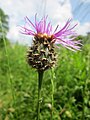 Wiesen-Flockenblume (Centaurea jacea)