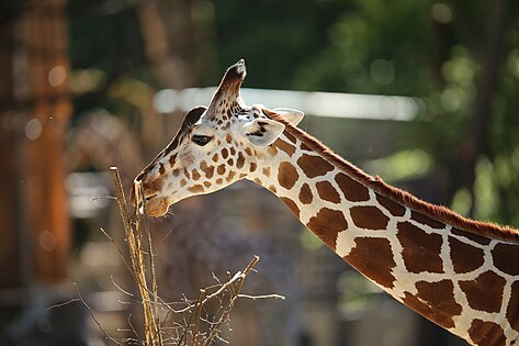 März 2015 Netzgiraffe im Tierpark Hellabrunn, München Foto: Wikipedia / Tobias Klenze, CC-BY-SA-3.0