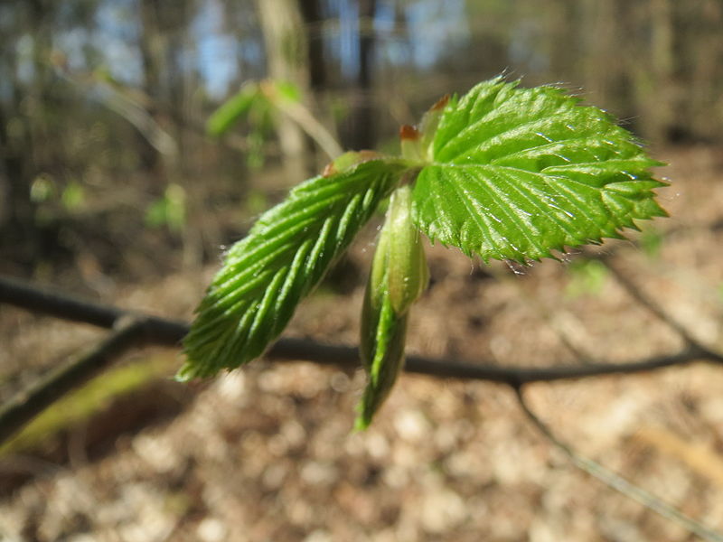 File:20140320Carpinus betulus05.jpg