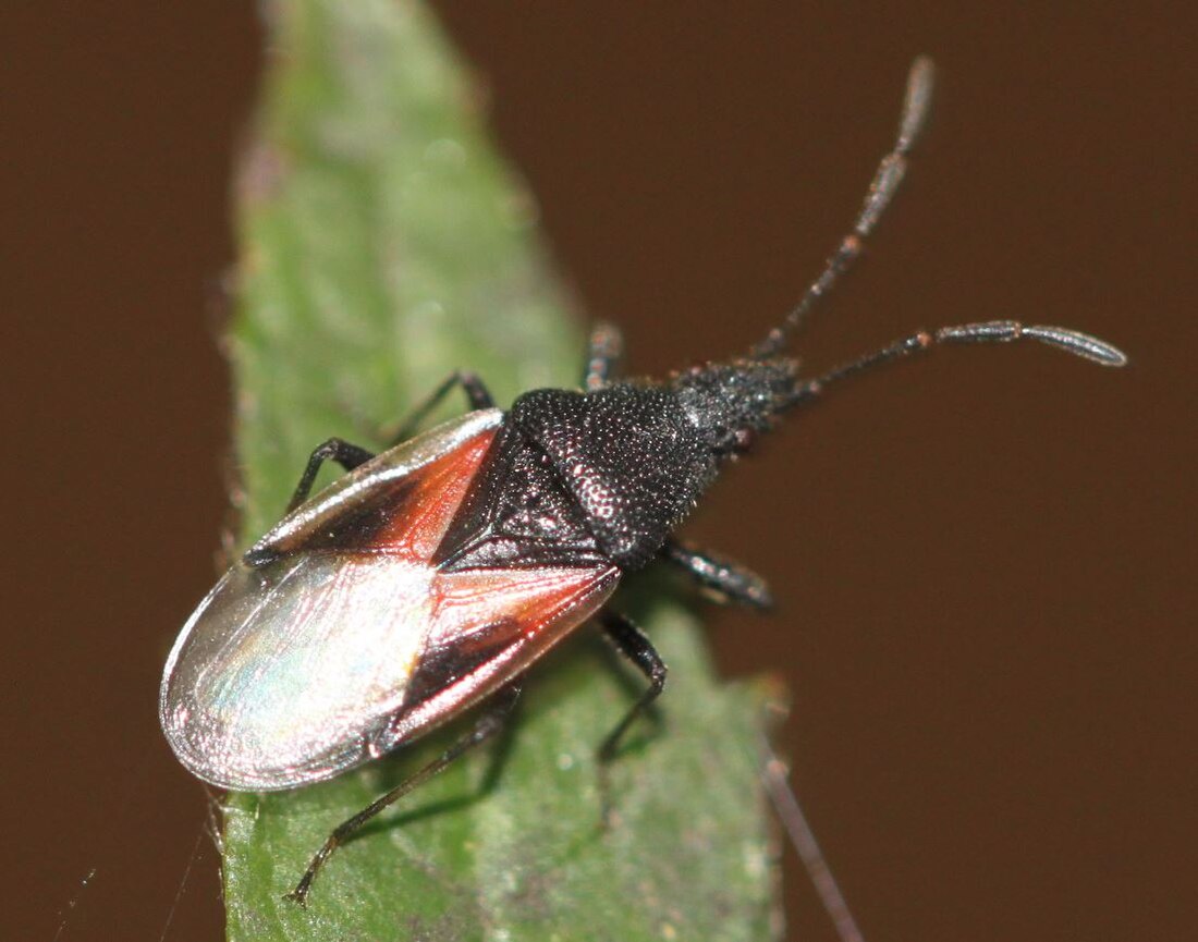 Oxycarenidae