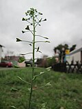 Thumbnail for File:20171127Capsella bursa-pastoris.jpg