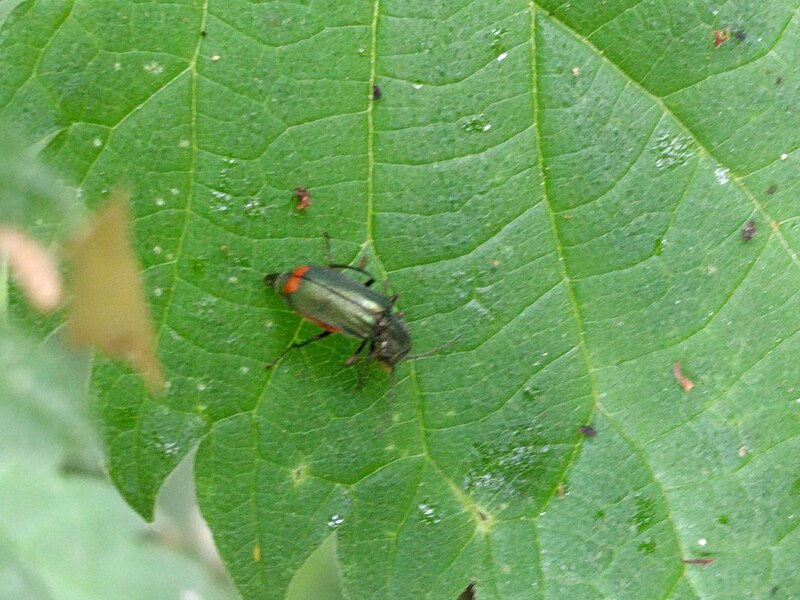 File:20190522 Leeuwenhorstbos - Malachius bipustulatus.jpg