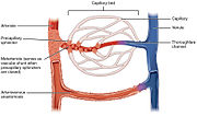 Thumbnail for Precapillary sphincter