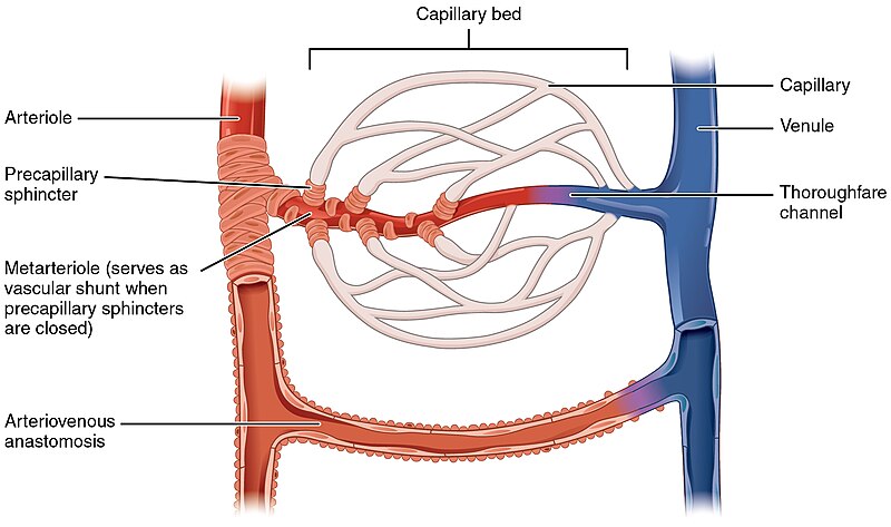 File:2105 Capillary Bed.jpg - Wikimedia Commons