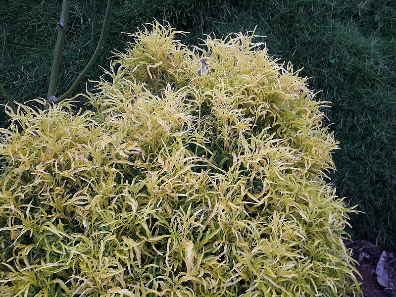 File:2yellow bush plant.jpg