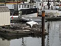 393 Damaged dock-debris (15119521371).jpg