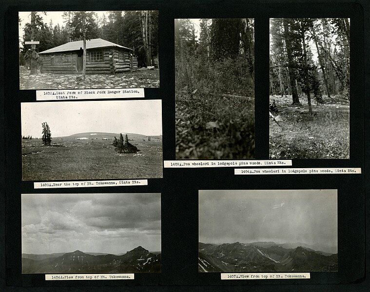 File:587--778; -1316A--1448 A. A. S. Hitchcock - British Guiana, 1919-1920, Washington, D.C., including SI and Rock Creek Park; Cuba; Colorado and Wyoming, 1918 (Page 75) BHL48116068.jpg