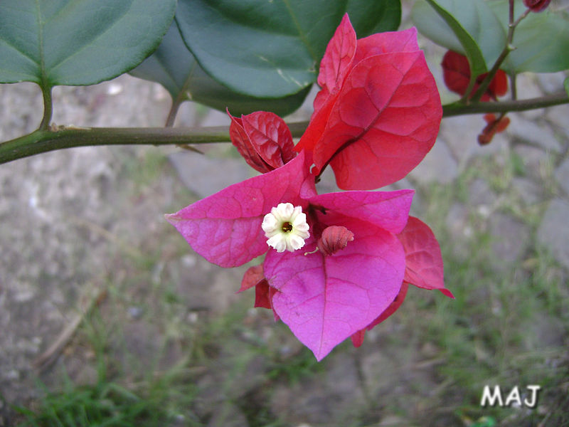 File:A Natureza de outro ângulo 06.jpg