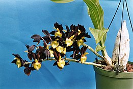 Catasetum tenebrosum, male flowers. A and B Larsen orchids - Catasetum tenebrosum 1006-20.jpg