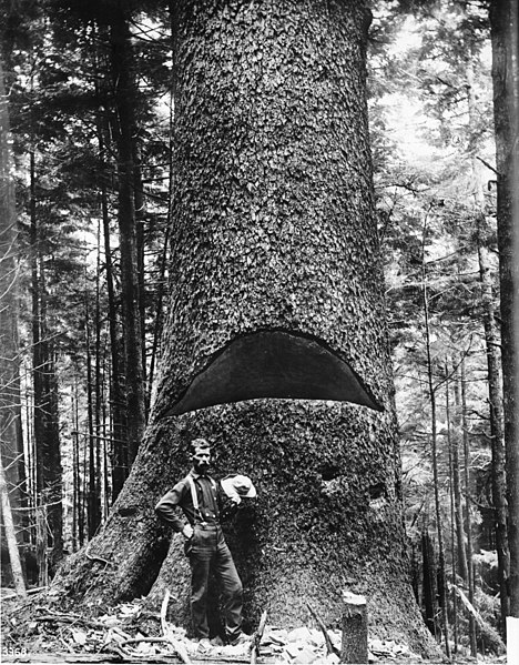 File:A lumberjack standing at the base of a huge tree showing a cut in the tree, ca.1900 (CHS-3368).jpg