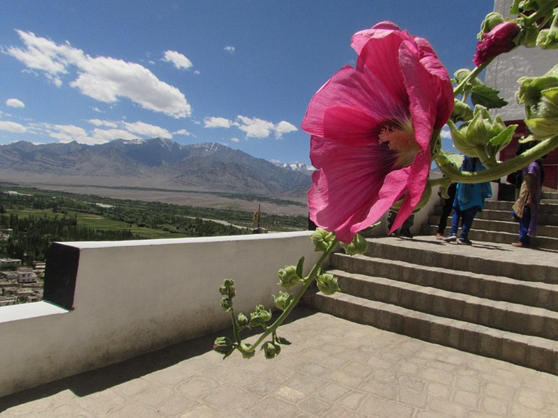 File:A view from thiksey monastery.jpg