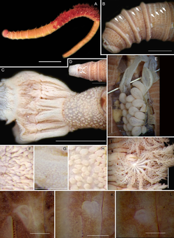 Abarenicola gilchristi (10.7717-peerj.11847) Figure 8.png