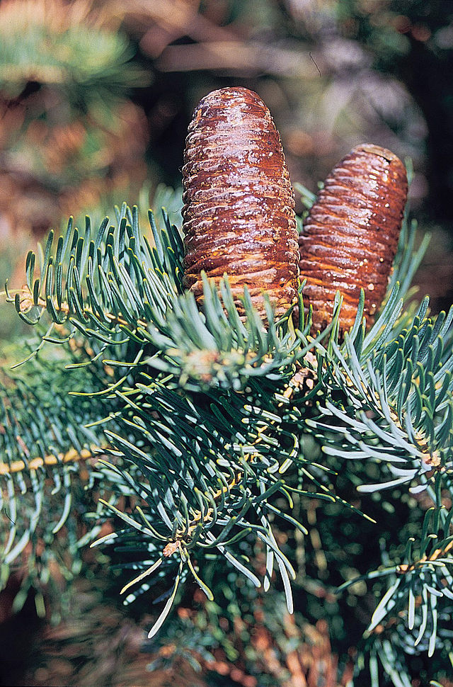 File:Abies_concolor_cones.jpg