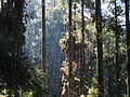 Chincua Monarch Sanctuary, Angangueo, Michoacán, Mexico