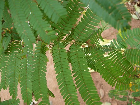 Acacia caesia