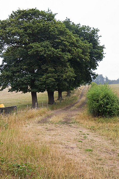 File:Access Track, Botany Bay Farm - geograph.org.uk - 1983752.jpg