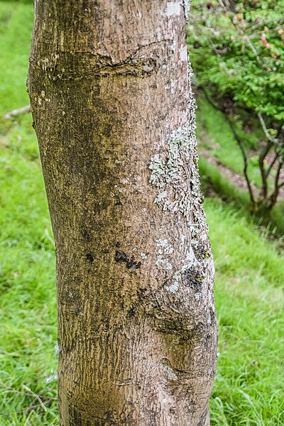 File:Acer oliverianum in Hackfalls Arboretum (1).jpg