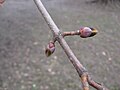 Acer platanoides twig and buds.