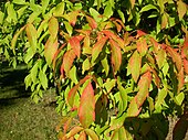 Sektion Trifoliata: Laubblätter des Dreiblütigen Ahorn (Acer triflorum)