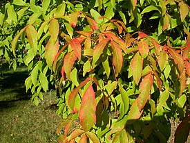 листья клёна трёхцветкового