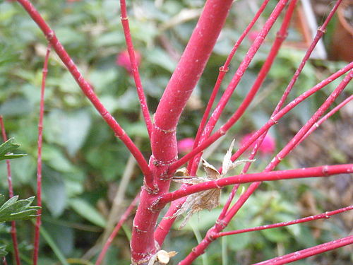 Red branch of Acer Palmatum during winter