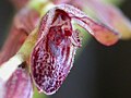 Thumbnail for Acianthera pubescens