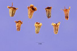 Adenostoma fasciculatum seeds.jpg