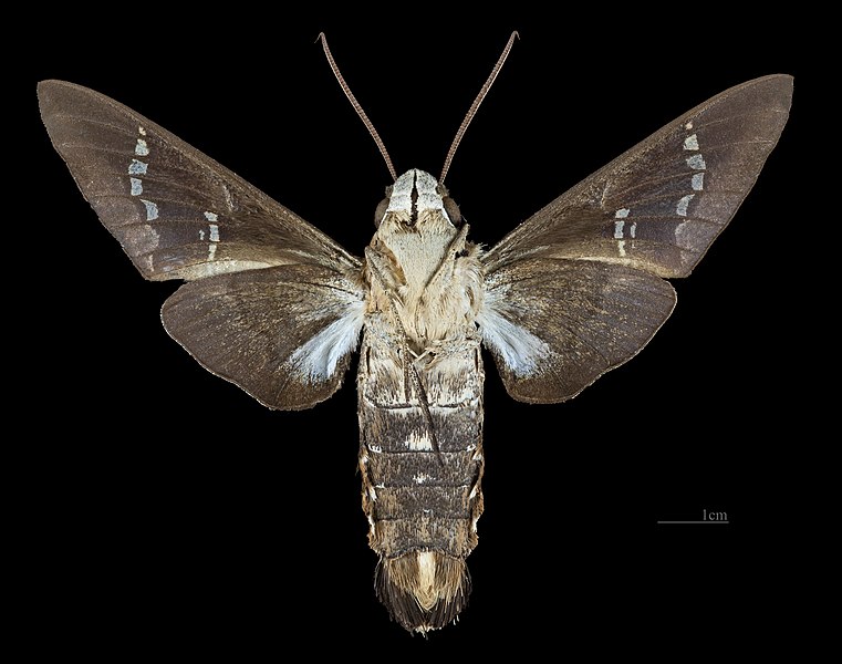 File:Aellopos titan MHNT CUT 2010 0 273 Minas Suriname male ventral.jpg