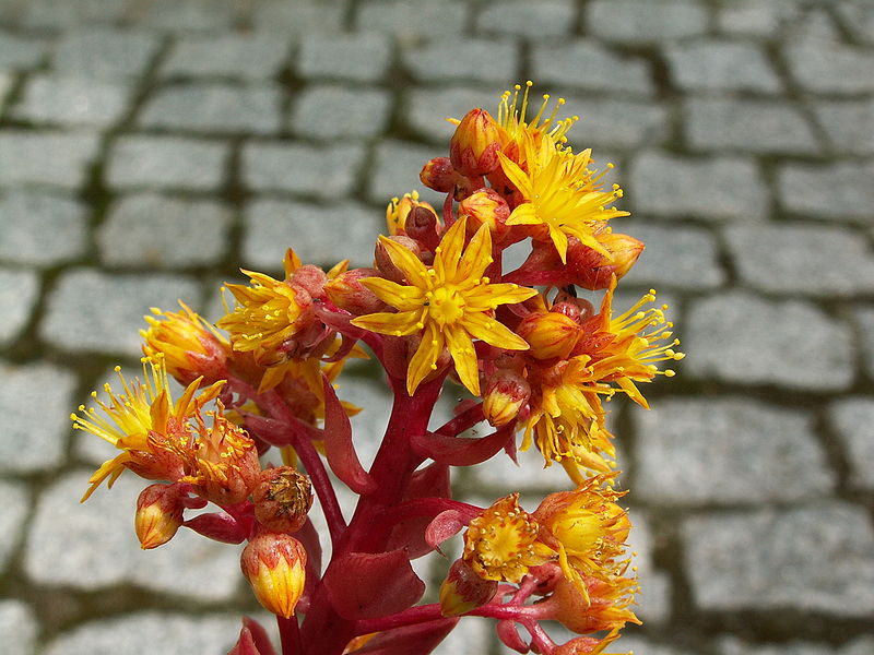 File:Aeonium leucobleferum PICT0923.jpg